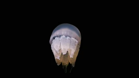 Jellyfish Stock Footage 229855183