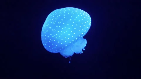 Jellyfish Stock Footage 229856305