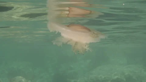 Jellyfish Stock Footage 230627373