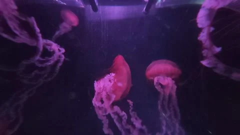 Jellyfish 動画素材 237593529
