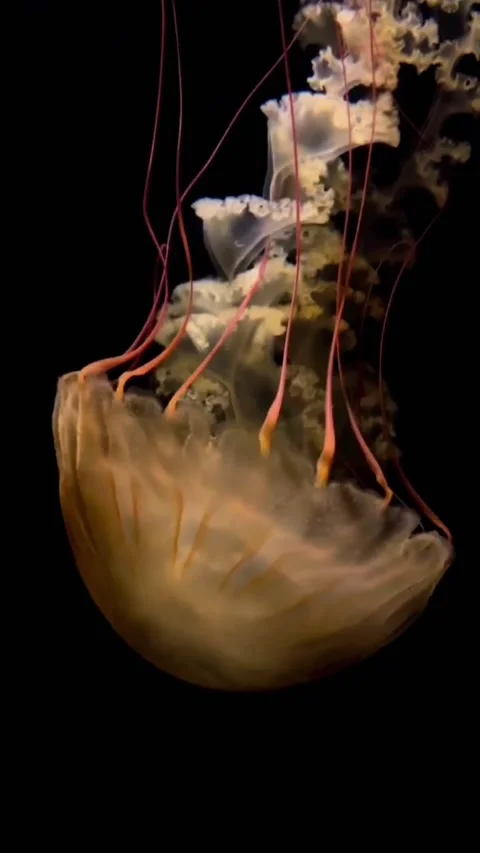 Jellyfish Stock Footage 238891472