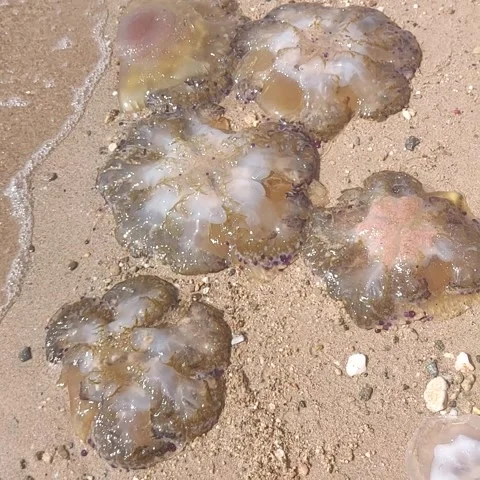 Jellyfish Stock Footage 251591470