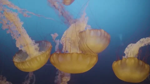 JellyFish Stock Footage 252384149