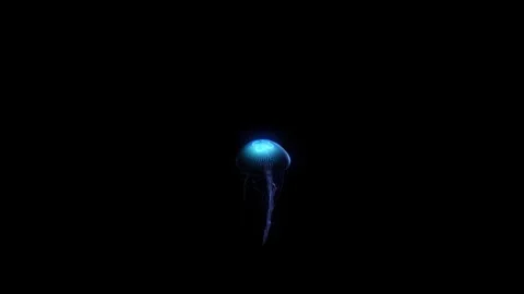 Jellyfish Stock Footage 256305733