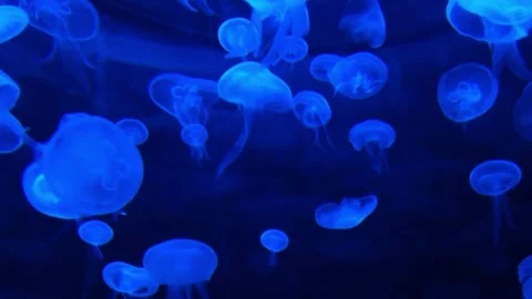 Jellyfish Stock Footage 269546624