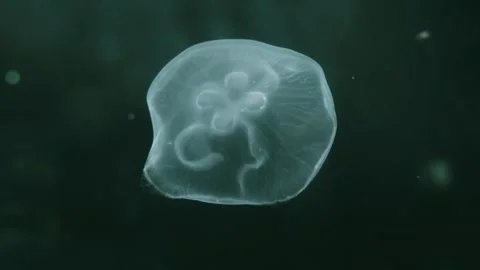 Jellyfish Stock Footage 277882660