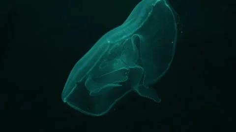 Jellyfish Stock Footage 277882811