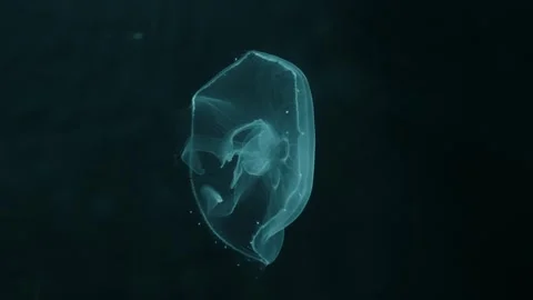 Jellyfish Stock Footage 277883281