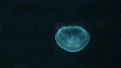 Jellyfish Stock Footage 277883283