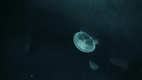 Jellyfish Stock Footage 277883286