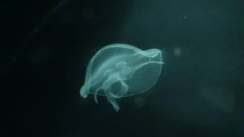 Jellyfish Stock Footage 277883801