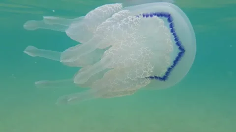 A jellyfish Stock Footage 302309709
