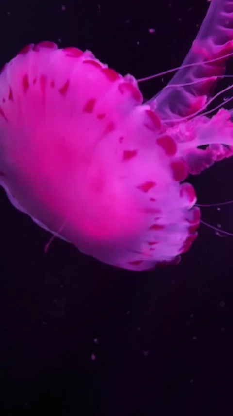 Jellyfish Stock Footage 303390235