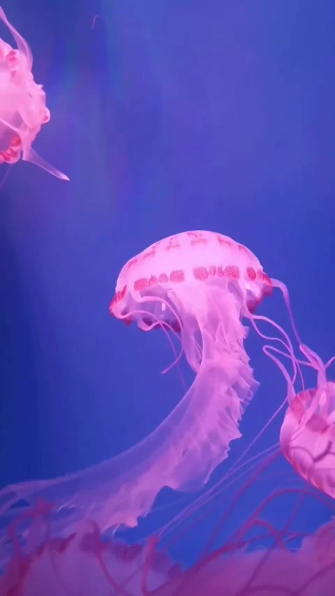 JELLYFISH Stock Footage 322900566