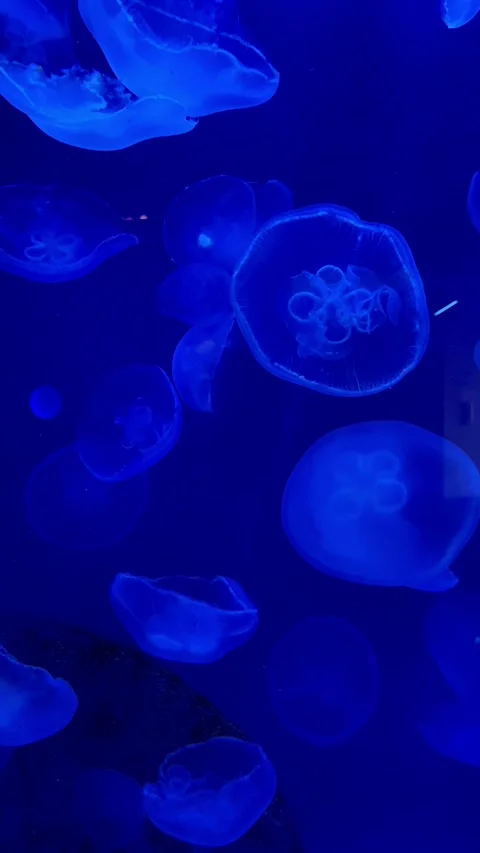 JELLYFISH Stock Footage 322904930