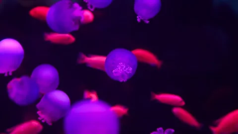 Jellyfish 库存影片 344250102
