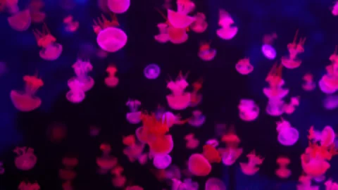 Jellyfish Видео 344250378