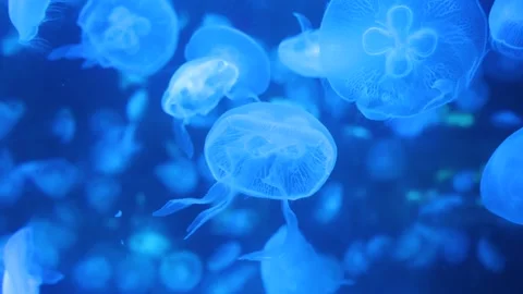 Jellyfish 库存影片 344250752