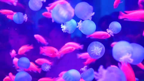 Jellyfish Video stock 344250802