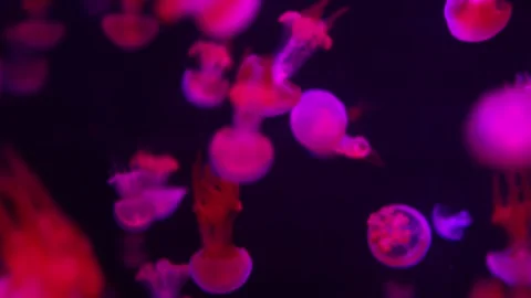 Jellyfish Stock Footage 344250938