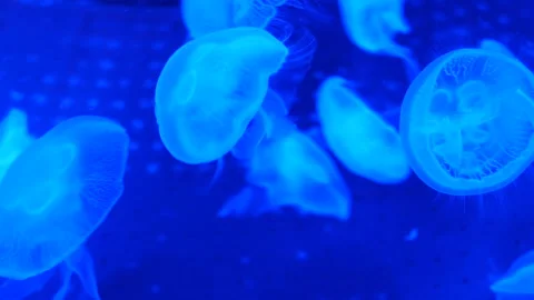 Jellyfish Stock-Footage 344251868