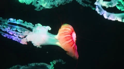 Jellyfish 库存影片 344255387