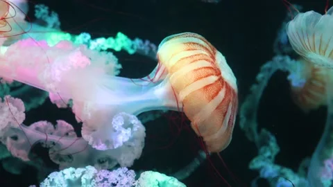 Jellyfish Stock Footage 344255515