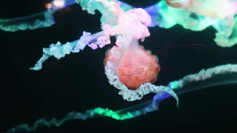Jellyfish Видео 344255693