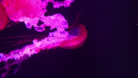 Jellyfish 库存影片 344266340