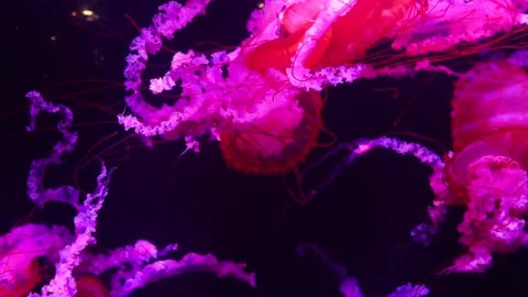 Jellyfish Stock Footage 344266350