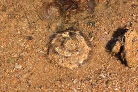 Jellyfish found on the beaches of Karimunjawa, Java, Indonesia Stock Photos