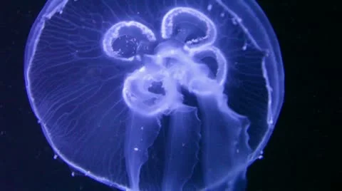 Jellyfish from frogperspective Stock Footage 8947142
