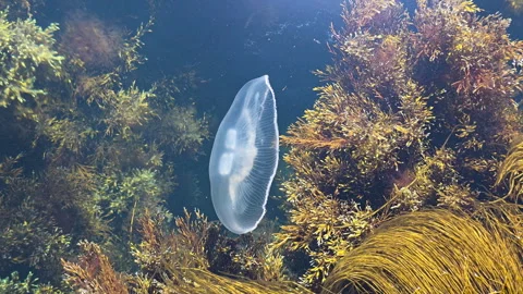 Jellyfish gently propelling through clear ocean water, surrounded by abundant Stock Footage 335272162