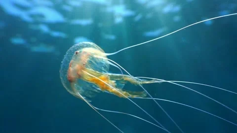 Jellyfish gracefully glides through clear blue ocean water motion. Stock-Footage 341131710