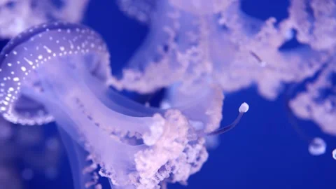 Jellyfish gracefully pulsating through water, showcasing translucent bodies and Stock Footage 335088805