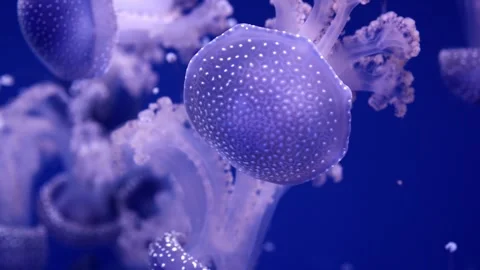 Jellyfish gracefully swim through deep blue water, showcasing their translucent Stock Footage 335088767