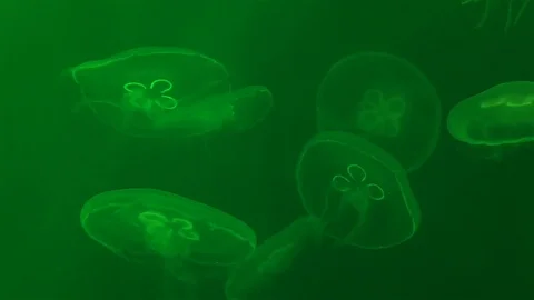 Jellyfish in Green Light Vidéo 112183357