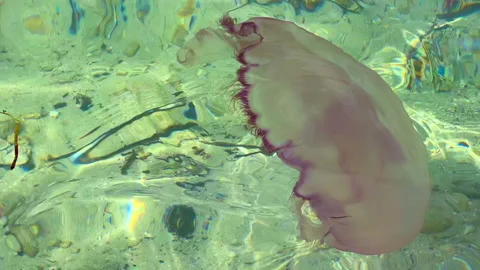 Jellyfish HD Stock Footage 163565072