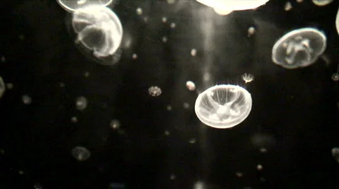 Jellyfish Highway Stock Footage 608496