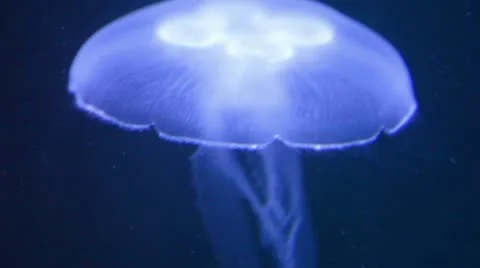 Jellyfish hinging in water Stock Footage 8947213