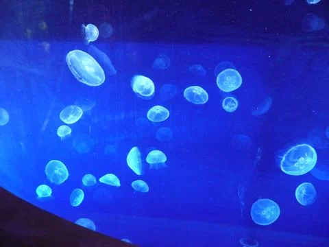 Jellyfish illuminated by blue light Stock Photos