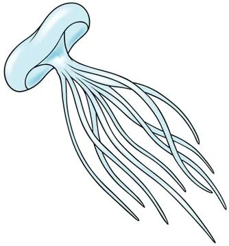 Jellyfish Stock Illustration