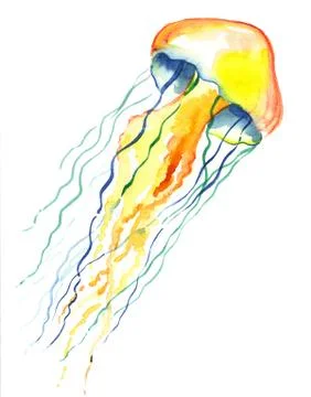 Jellyfish Stock-Illustration
