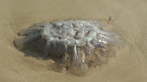 Jellyfish, Java, Indonesia 스톡 동영상 86226635