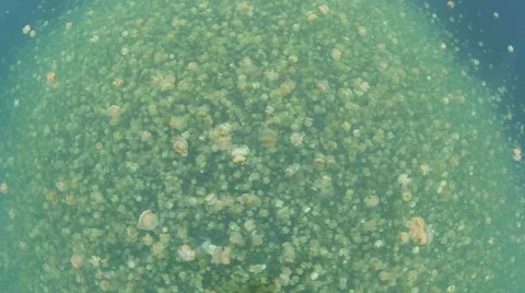 Jellyfish Lake Stock Footage 43671176