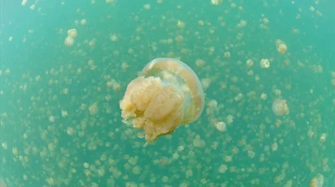 Jellyfish lake Stock Footage 48544114