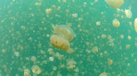 Jellyfish lake Stockbeeldmateriaal 48544140