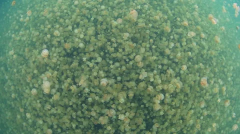 Jellyfish Lake Stock Footage 57359642