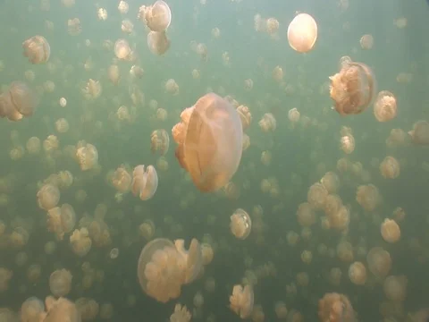 Jellyfish Lake Stock Footage 98470112