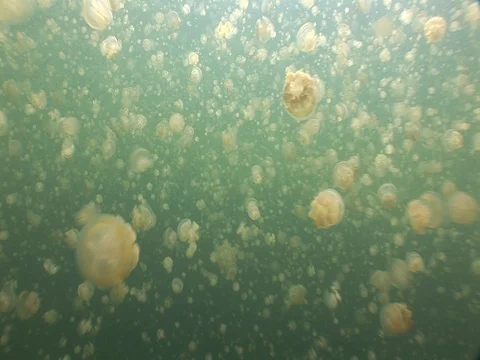Jellyfish Lake Stock Footage